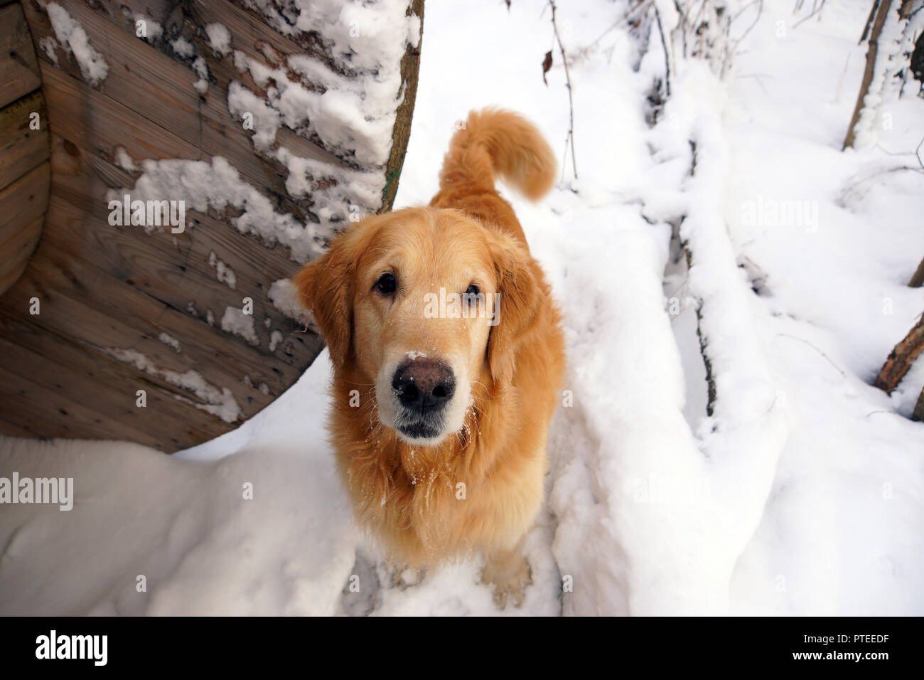 Le razze del cane un golden retriever siede, sollevando il capo e guardando nella telecamera, in inverno sulla neve. Foto Stock