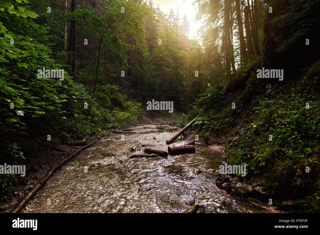 Paesaggio con fiume di montagna. Sucha Bela Canyon, Paradiso Slovacco, Slovacchia Foto Stock