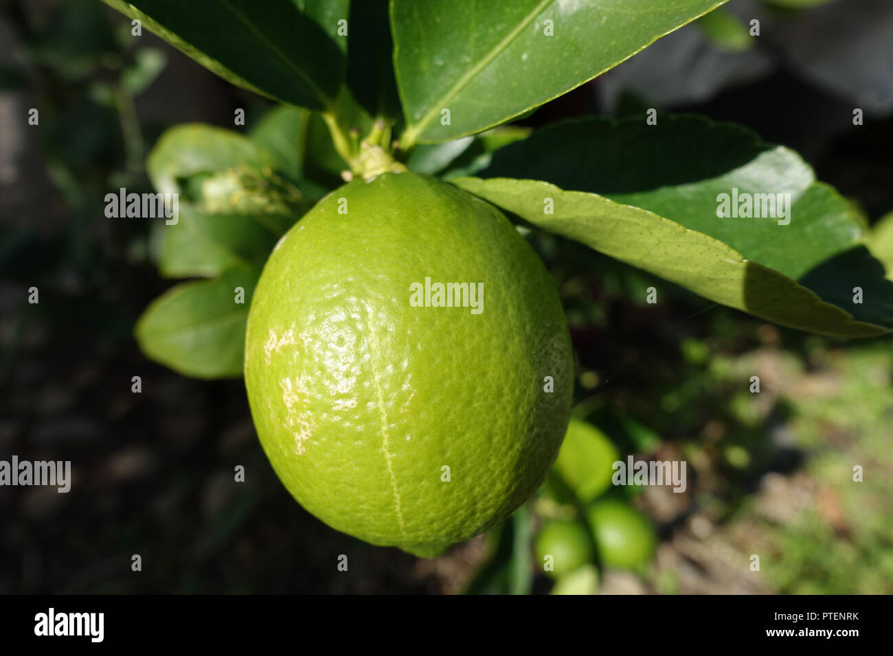 Citrus latifolia o Tahitian Limes che cresce su un albero Foto Stock