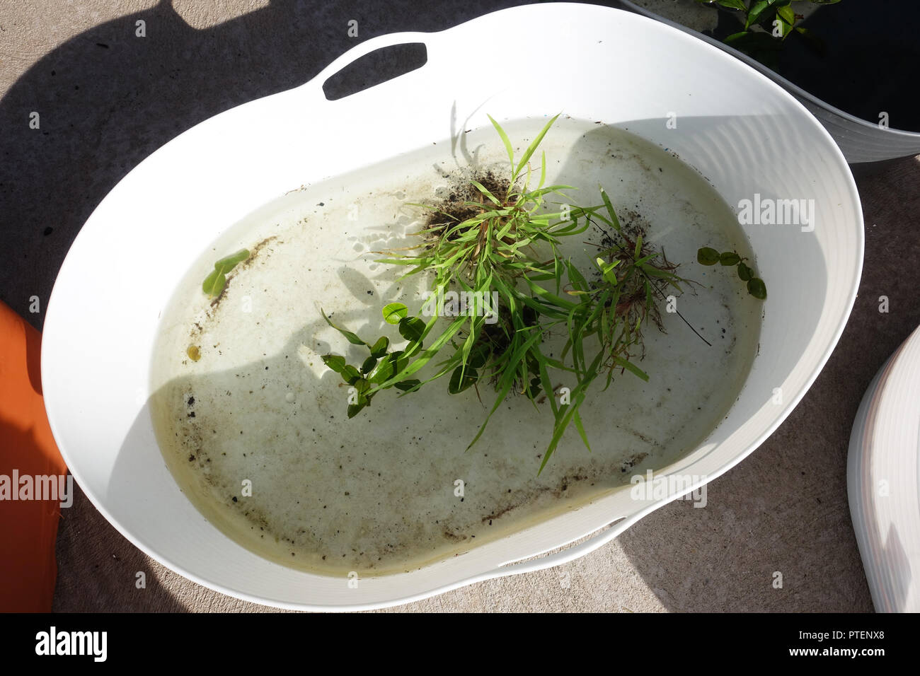 Annegamento di erba e piante infestanti in vasca in plastica Foto Stock