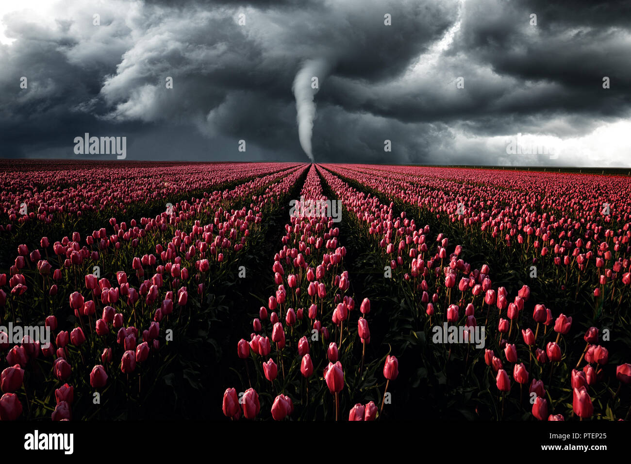 Tornado infuria attraverso un campo di tulipani, paesaggio Foto Stock