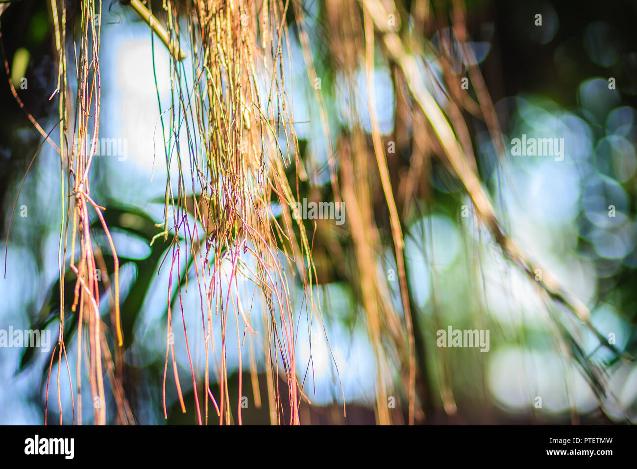 Aria sfocate radici di banyan tree sulle foglie verde dello sfondo. Abstract marrone giallo aria radice del banyan tree con la luce del sole, foglie verdi e copiare spa Foto Stock