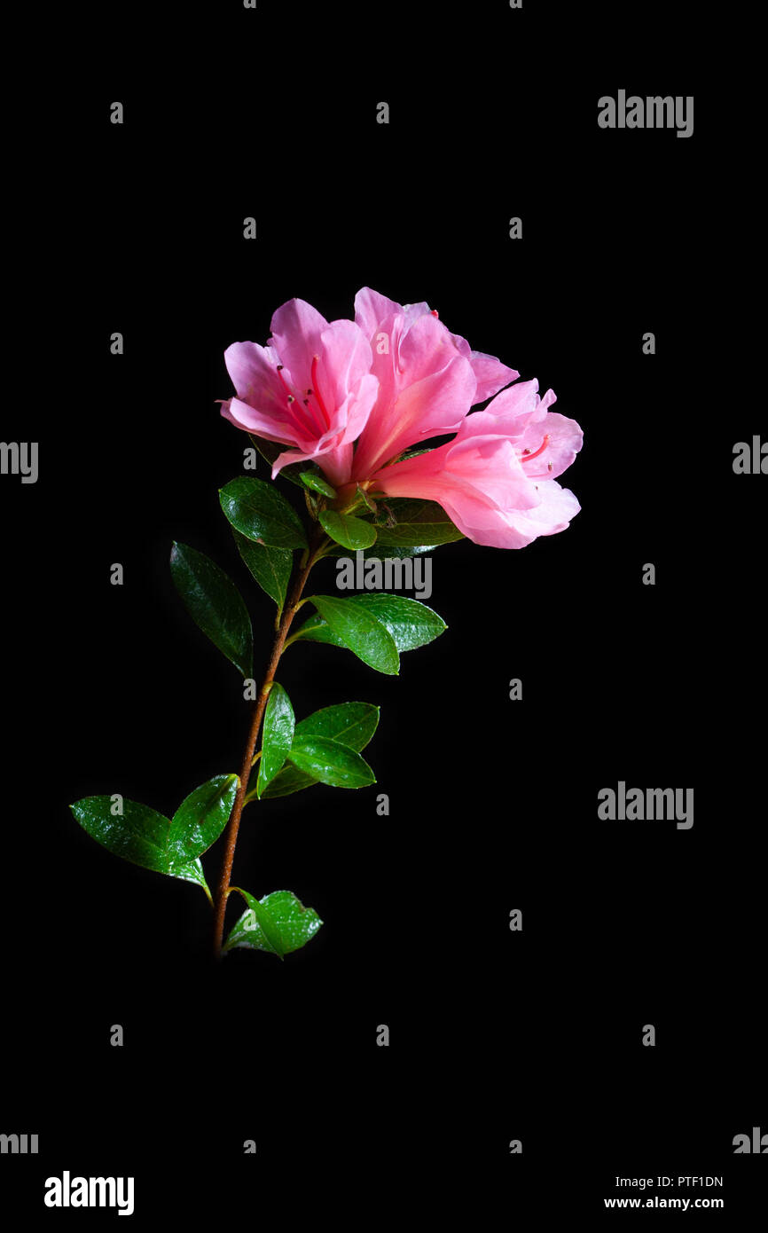 Azalea colore rosa fiori e foglie verdi isolati su nero - immagine verticale Foto Stock