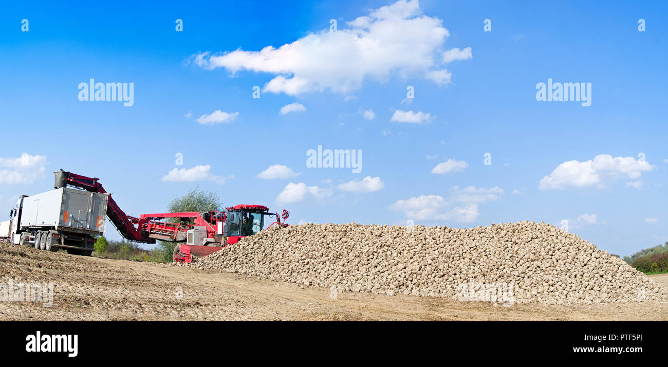 Veicolo agricolo la raccolta delle barbabietole da zucchero a soleggiata giornata autunnale. Panorama Foto Stock