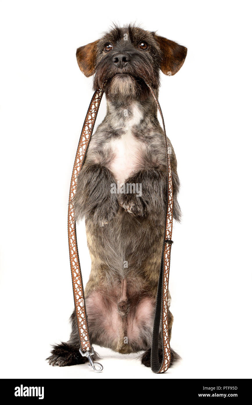 Un adorabile razza cane tenendo un guinzaglio nella sua bocca - studio shot, isolato su bianco. Foto Stock
