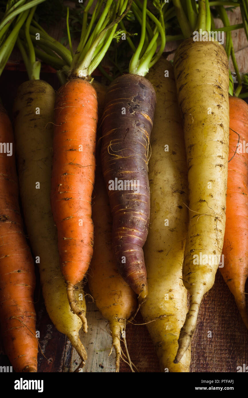 Appena raccolto cimelio di patrimonio o carote in una varietà di colori shot con scuri di illuminazione creativa Foto Stock