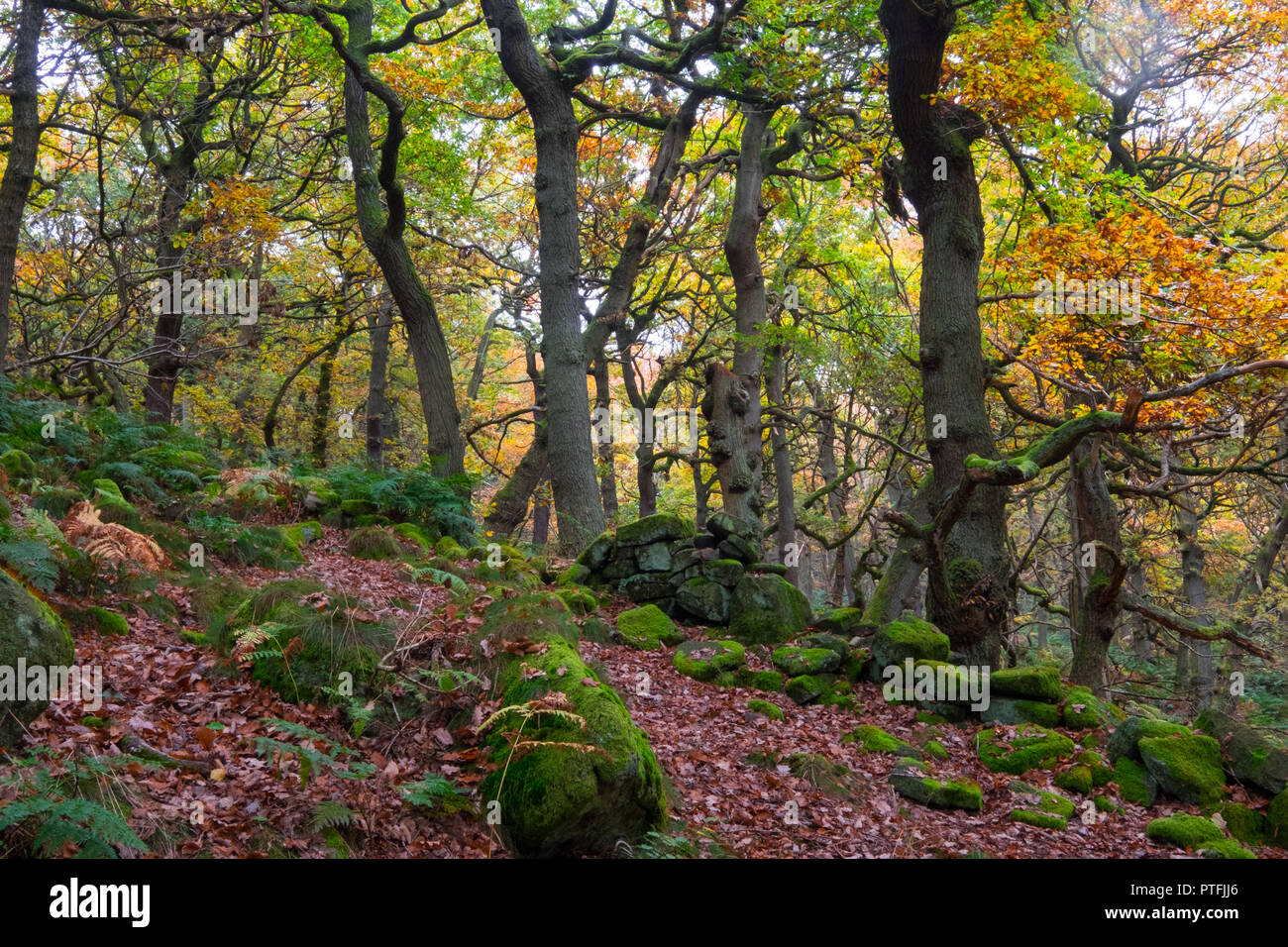 Padley Gorge sentiero, un antico bosco a cura del National Trust Foto Stock