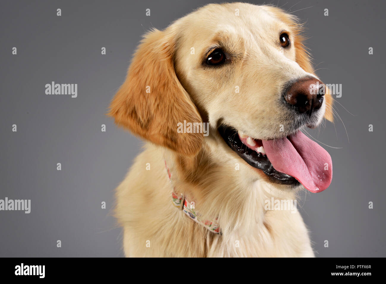 Ritratto di un adorabile golden retriever cucciolo - studio shot, isolato su grigio. Foto Stock