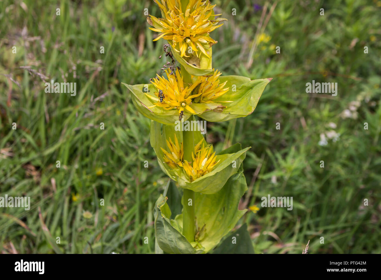 Fiori gialli del grande giallo - genziana lutea Gentiana Foto Stock