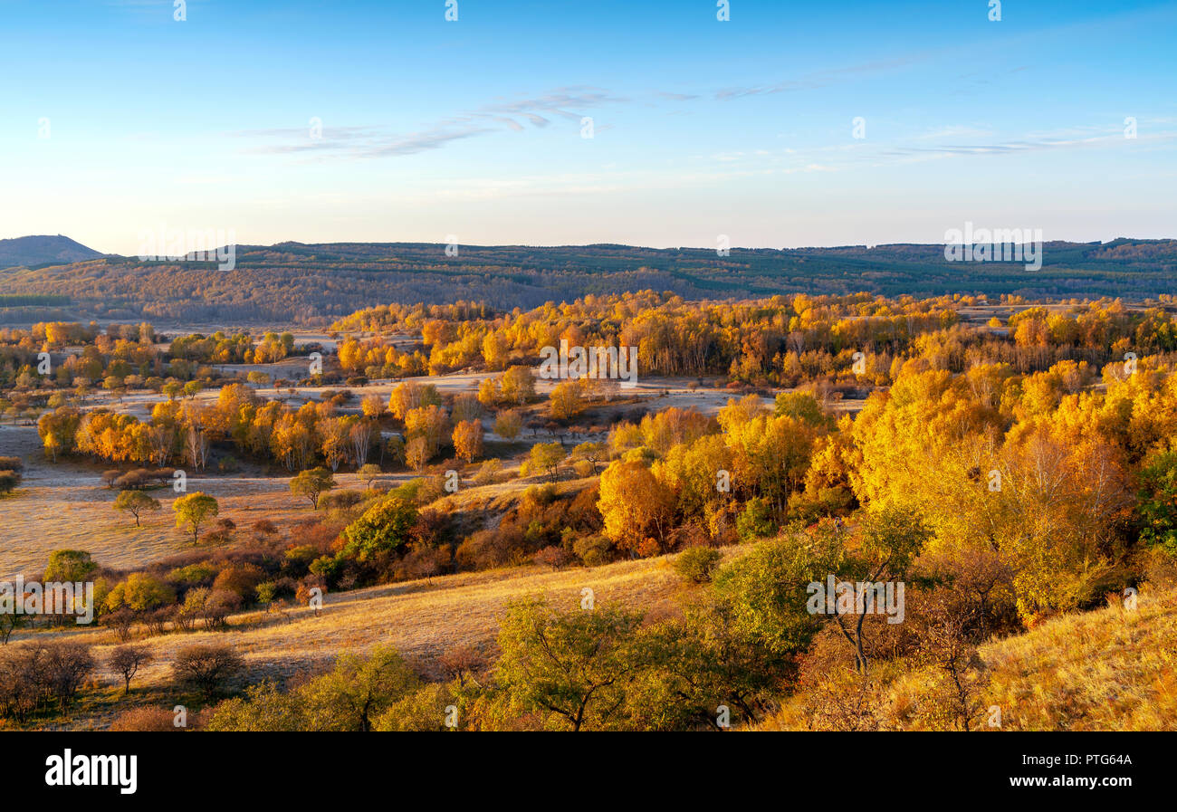 Prati e bosco di betulle, la Mongolia Interna, Cina. Foto Stock