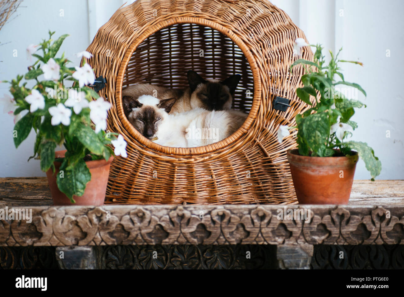 Gemelli siamesi gatto nel cesto di vimini Foto Stock