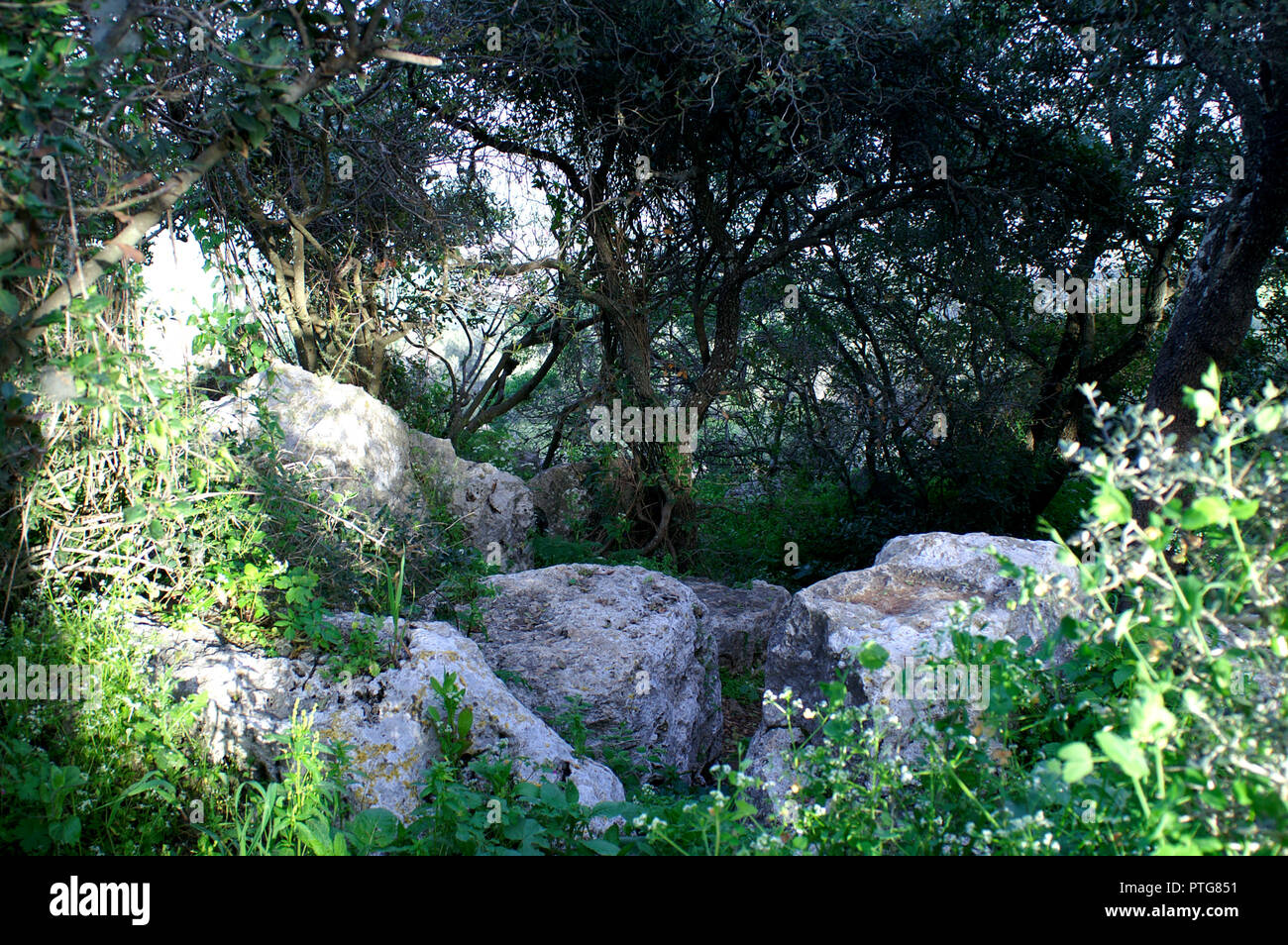 Vista Green Israele mediterraneo Foto Stock