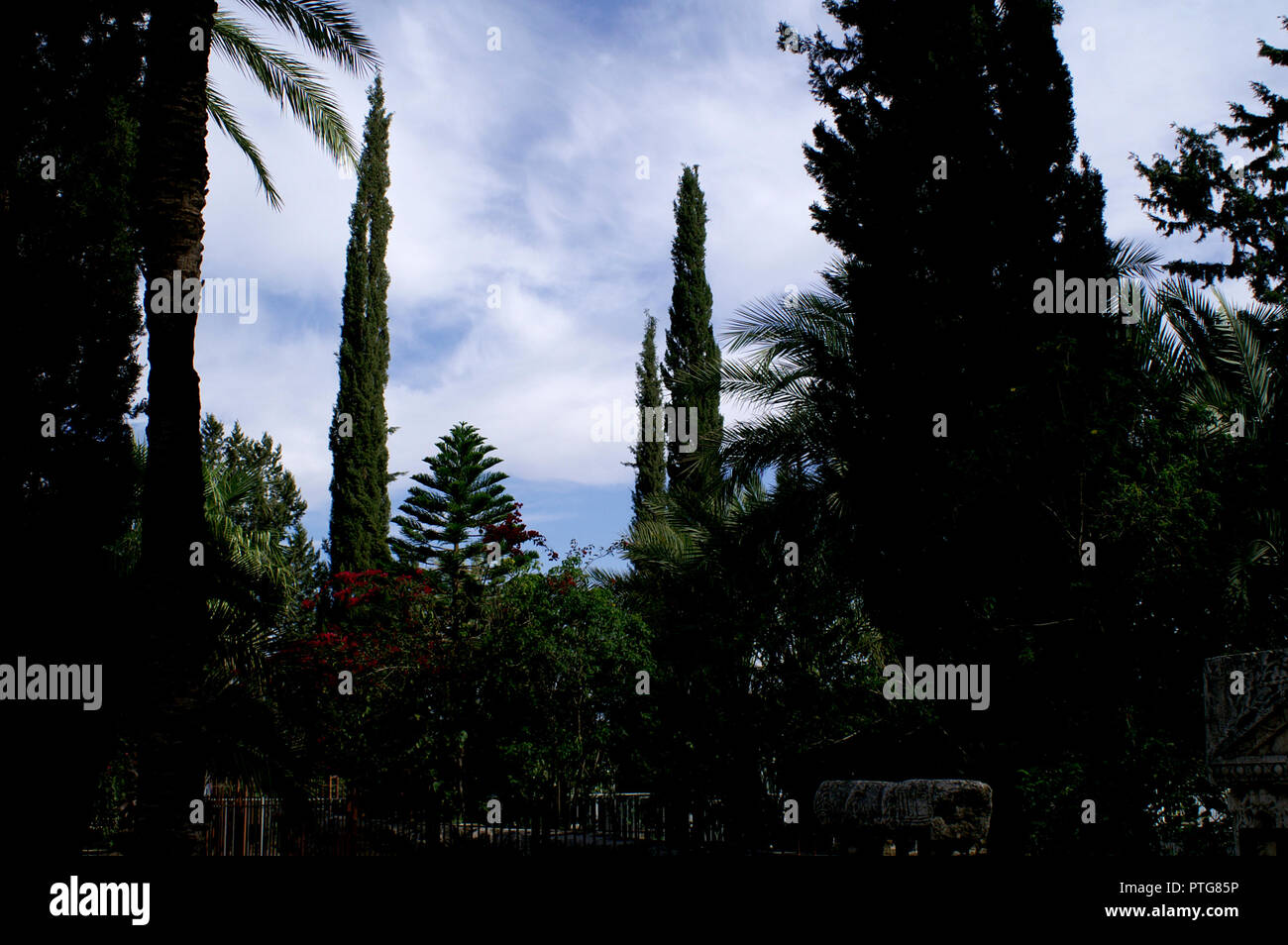 Israele storico Copernaum alberi Foto Stock
