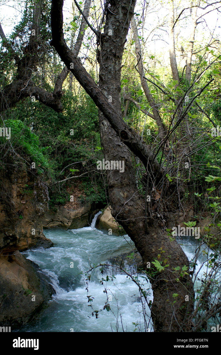 La cascata di primavera gli alberi di Israele acqua Foto Stock