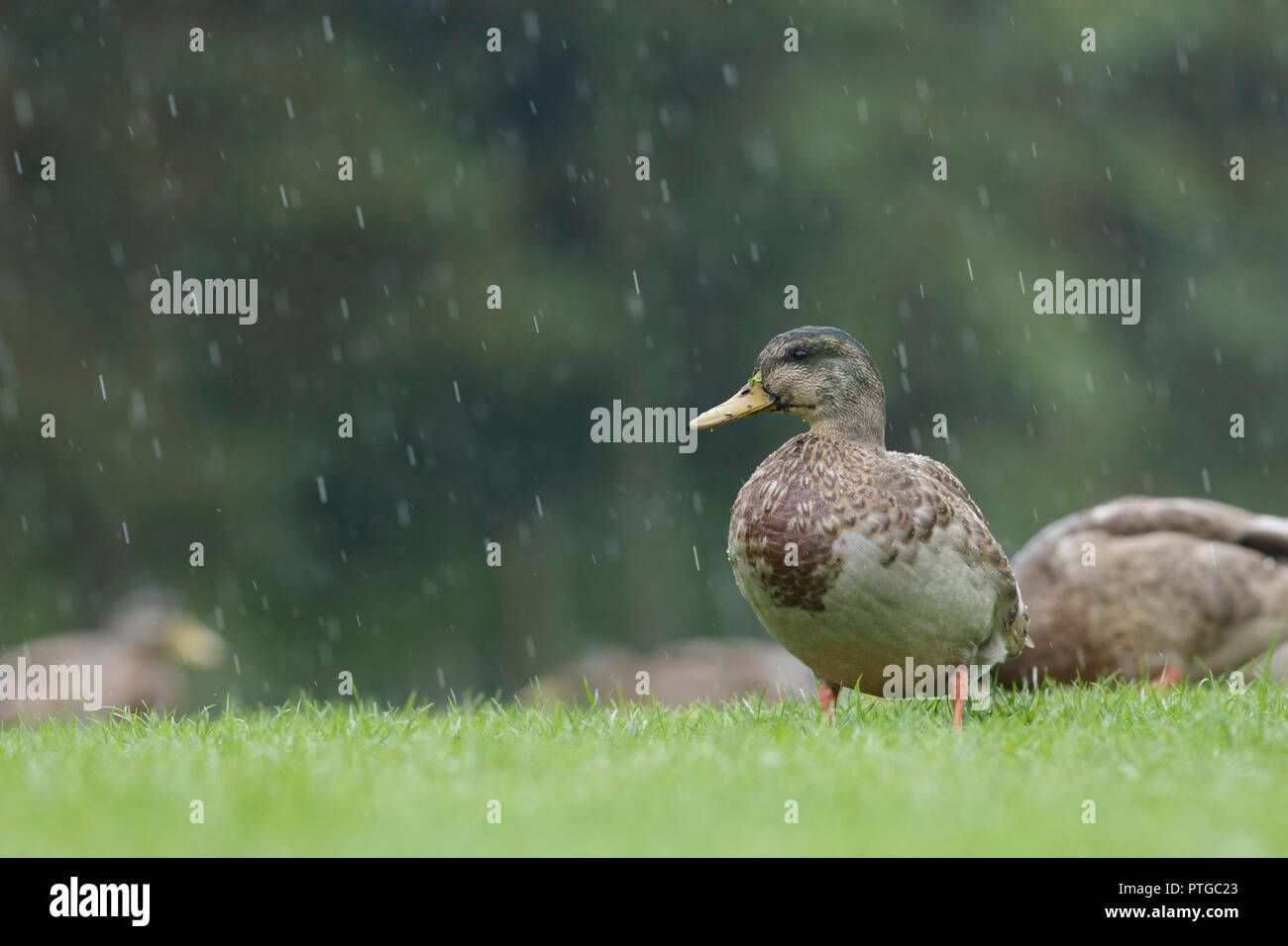 Il germano reale (Anas platyrhynchos) maschio adulto ibrido, sorgeva su erba in heavy rain, Golden Acre Park, Leeds, West Yorkshire, Inghilterra, Agosto Foto Stock