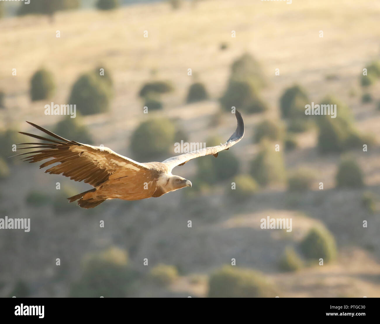 Avvoltoio,Gyps fulvus, Hoces del Río Duratón parco naturale, provincia di Segovia, Castiglia-Leon, Spagna Foto Stock