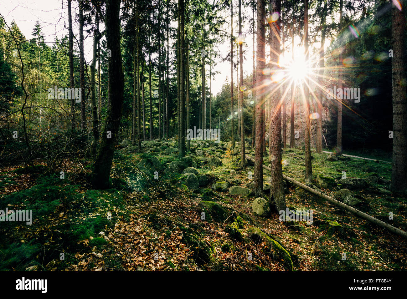 Luce solare in foresta naturale di Harzmountains Foto Stock