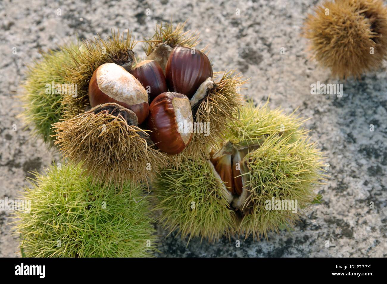 Dolce di Castagne ancora in vita. Castanea sativa. Castagne commestibili Foto Stock