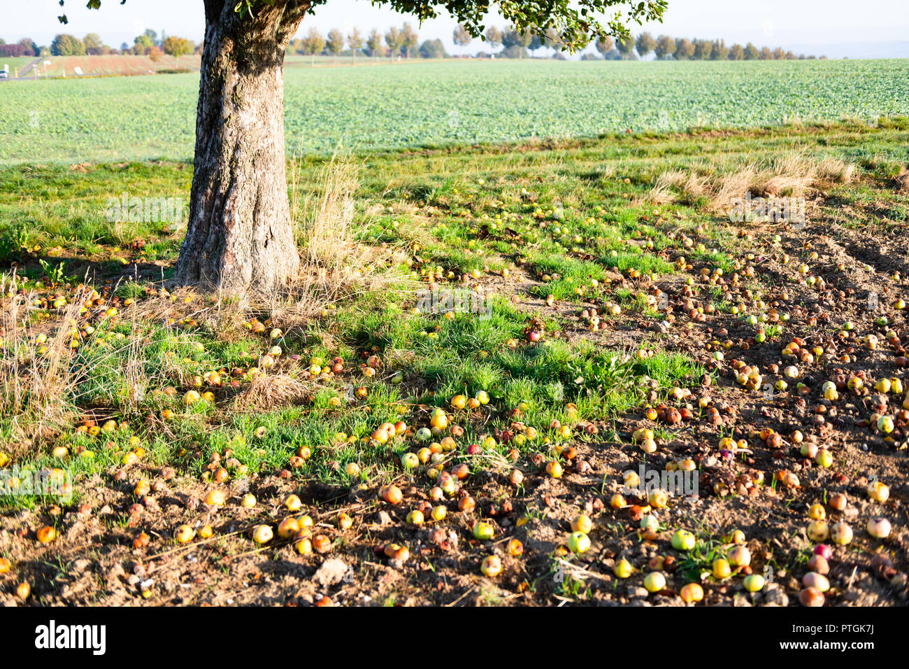 Mele caduti accanto ad albero su campo in autunno. Foto Stock