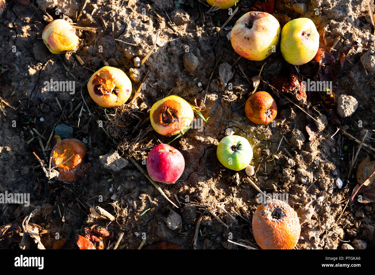 Mele caduto sul campo in autunno. Foto Stock