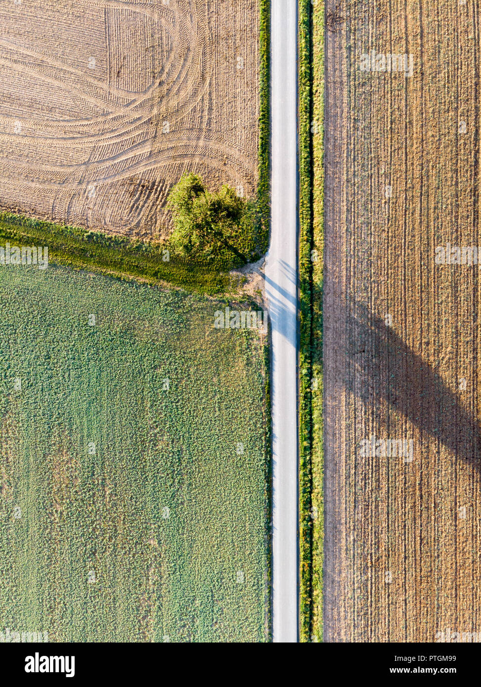 Via nei campi e albero in vista drone. Foto Stock