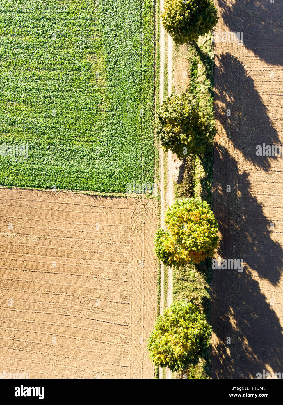 Via nei campi e albero in vista drone. Foto Stock