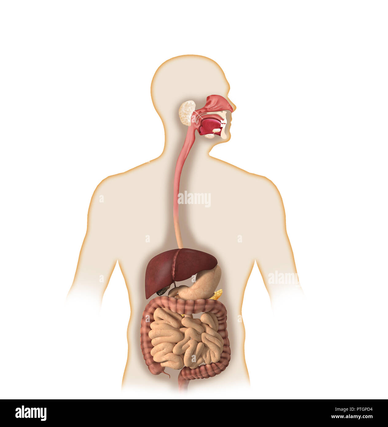 Illustrazione Digitale del corpo umano anatomia Foto Stock
