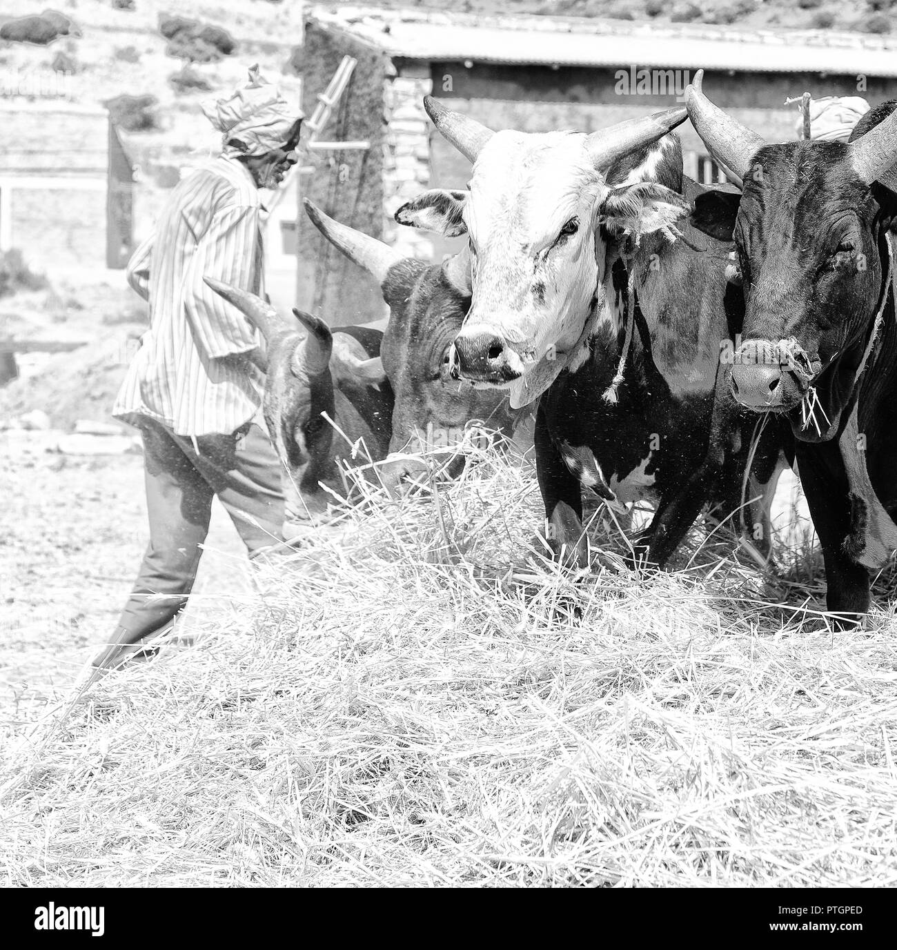 Etiopia,DANAKIL-CIRCA GENNAIO 2018--l'agricoltore non identificato e la vacca battere il grano per pulirlo Foto Stock