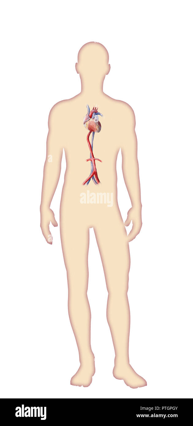 Illustrazione Digitale del corpo umano anatomia Foto Stock