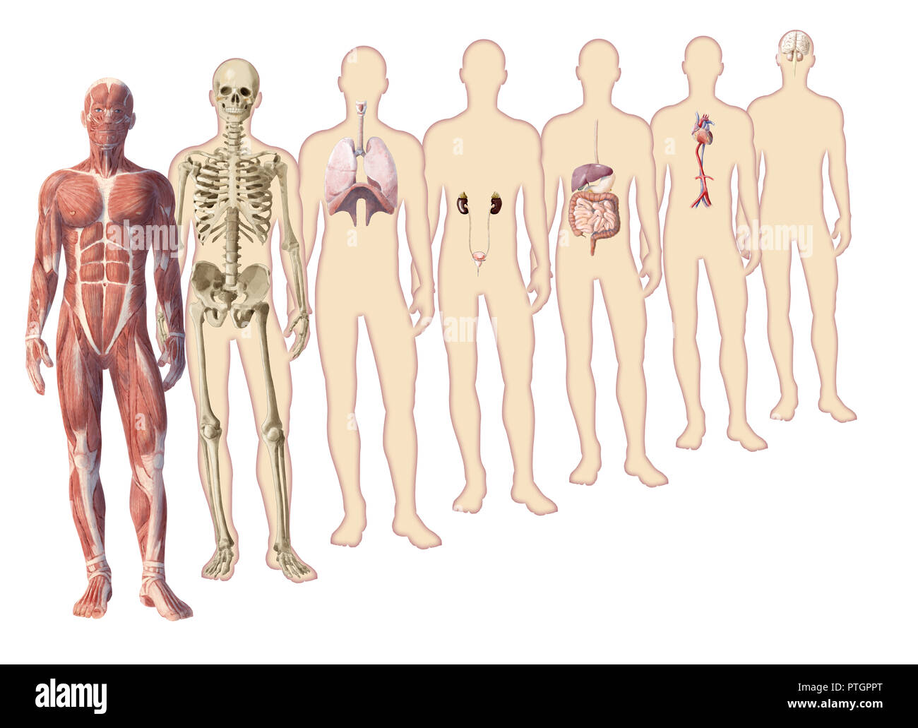 Illustrazione Digitale del corpo umano anatomia Foto Stock