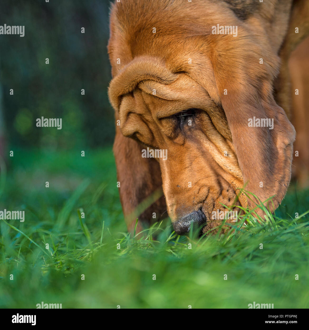 Lo sniffing bloodhound Foto Stock