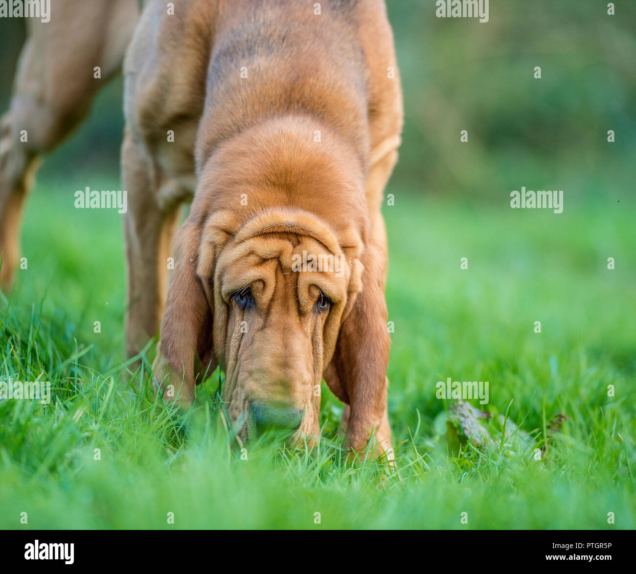 Lo sniffing bloodhound Foto Stock