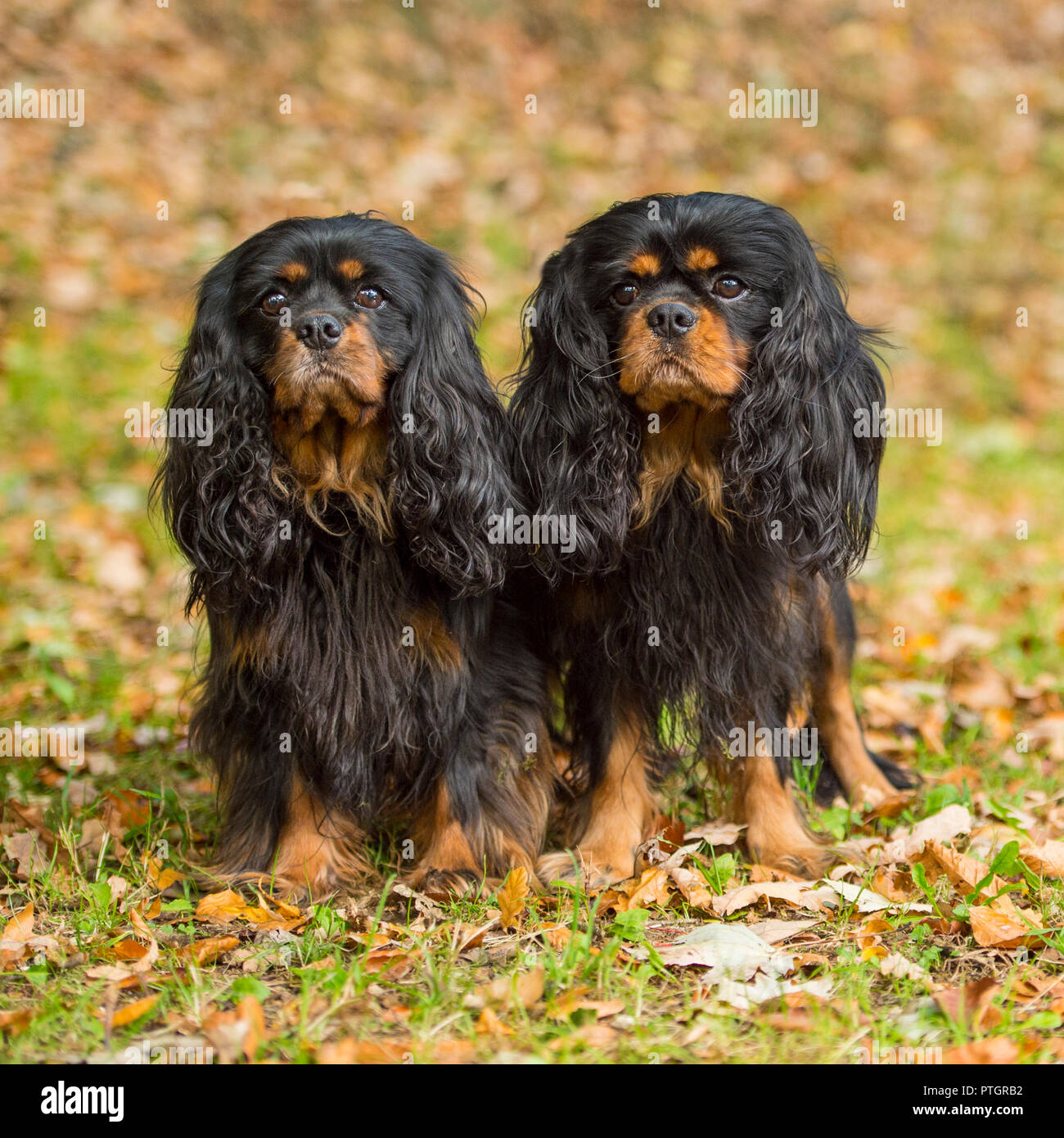 Cavalier King Charles épagneuls Foto Stock