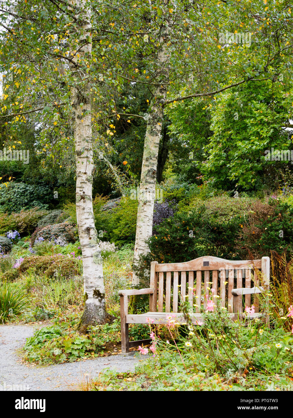In legno solido banco offre un set di autunno sotto l'argentato abbaiato Betula pendula 'tristis" nel giardino cottage presso il Garden House Foto Stock