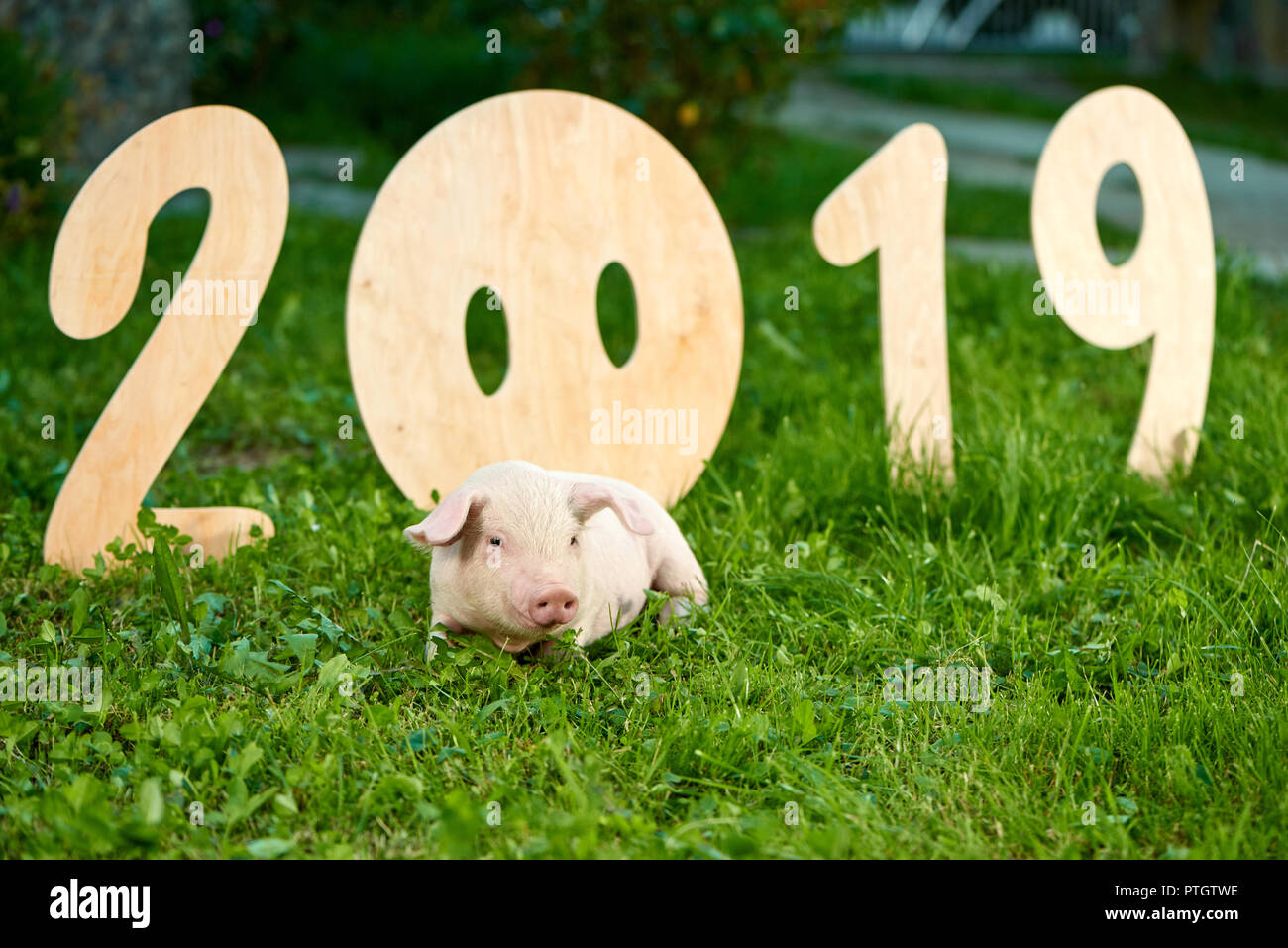 Decorazioni in legno i numeri del nuovo anno 2019. Carino piggy giacente su erba verde nei pressi di numeri. Maiale dentellare zodiaco come simbolo di fortuna. Concetto di calendario cinese oroscopo e. Foto Stock