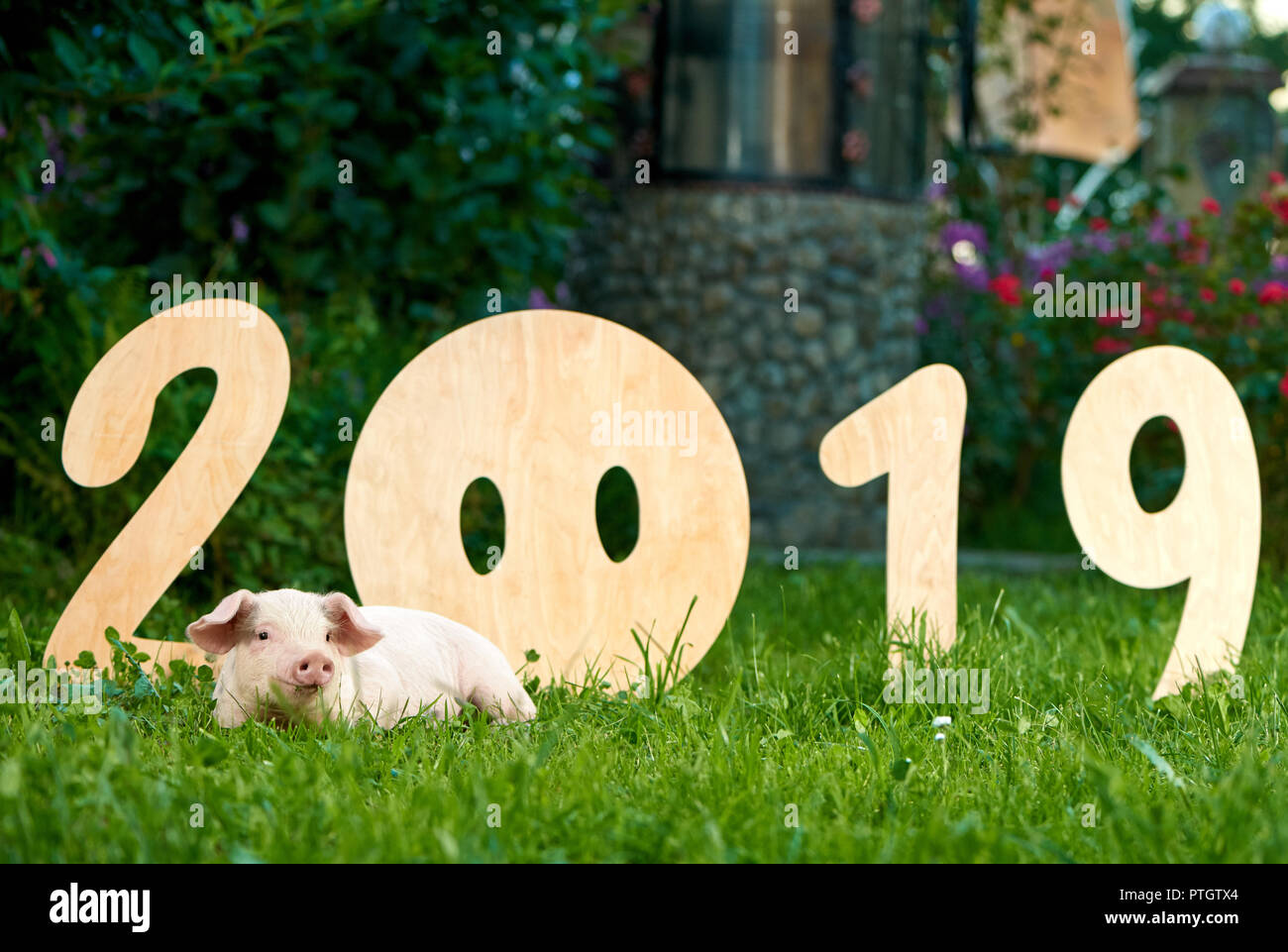 Vista frontale di Nizza piggy giacente su erba verde, vicino decorativo numeri in legno del 2019. Naso di maiale invece di zero. Cinese tradizionale simbolo del calendario, oroscopo e nuovo anno. Foto Stock