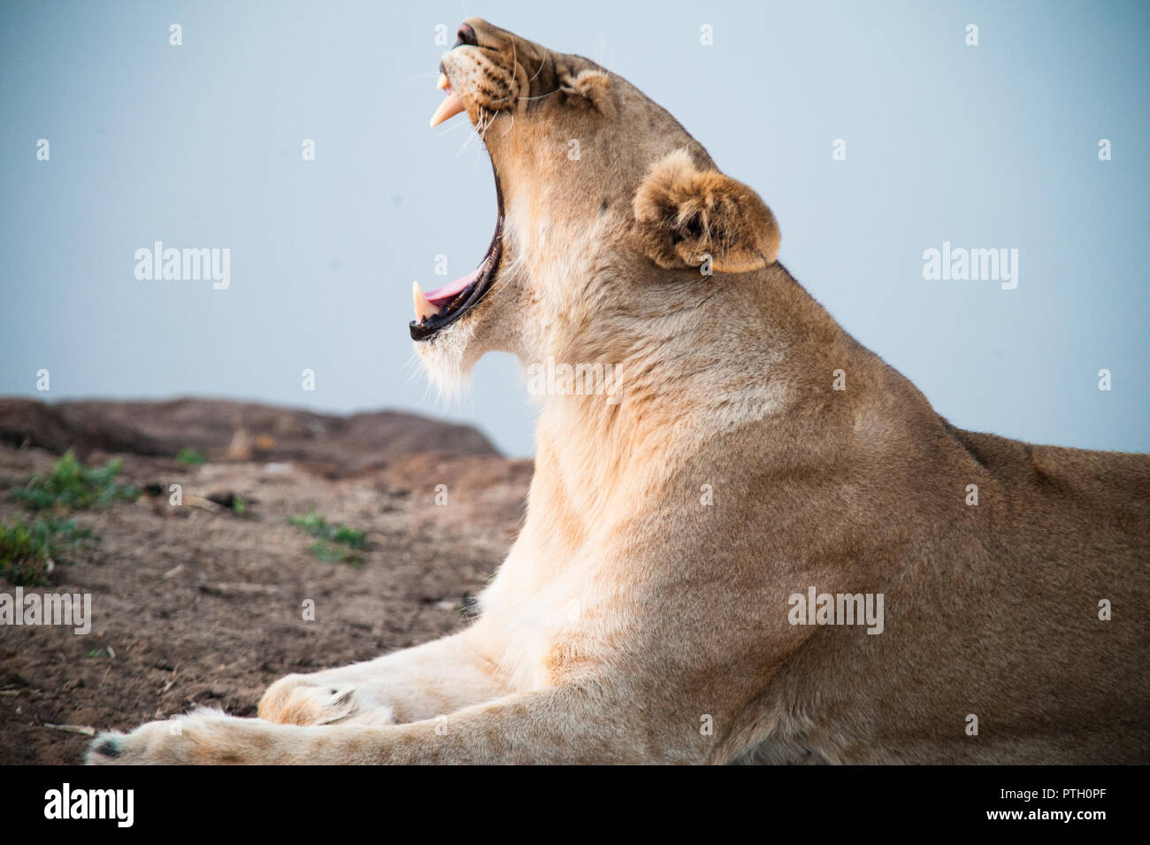 Sud Africa closeup di una leonessa urlando su Savannah al crepuscolo. Kapama private Game Reserve. Sud Africa. Foto Stock