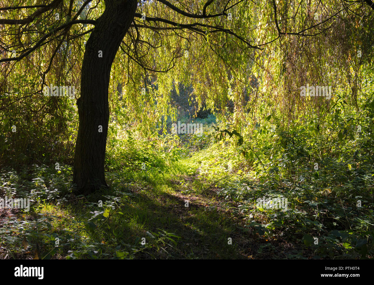 Il percorso in ombra nel bosco che guarda a bright sole autunnale in autunno nel West Sussex, in Inghilterra, Regno Unito. Foto Stock