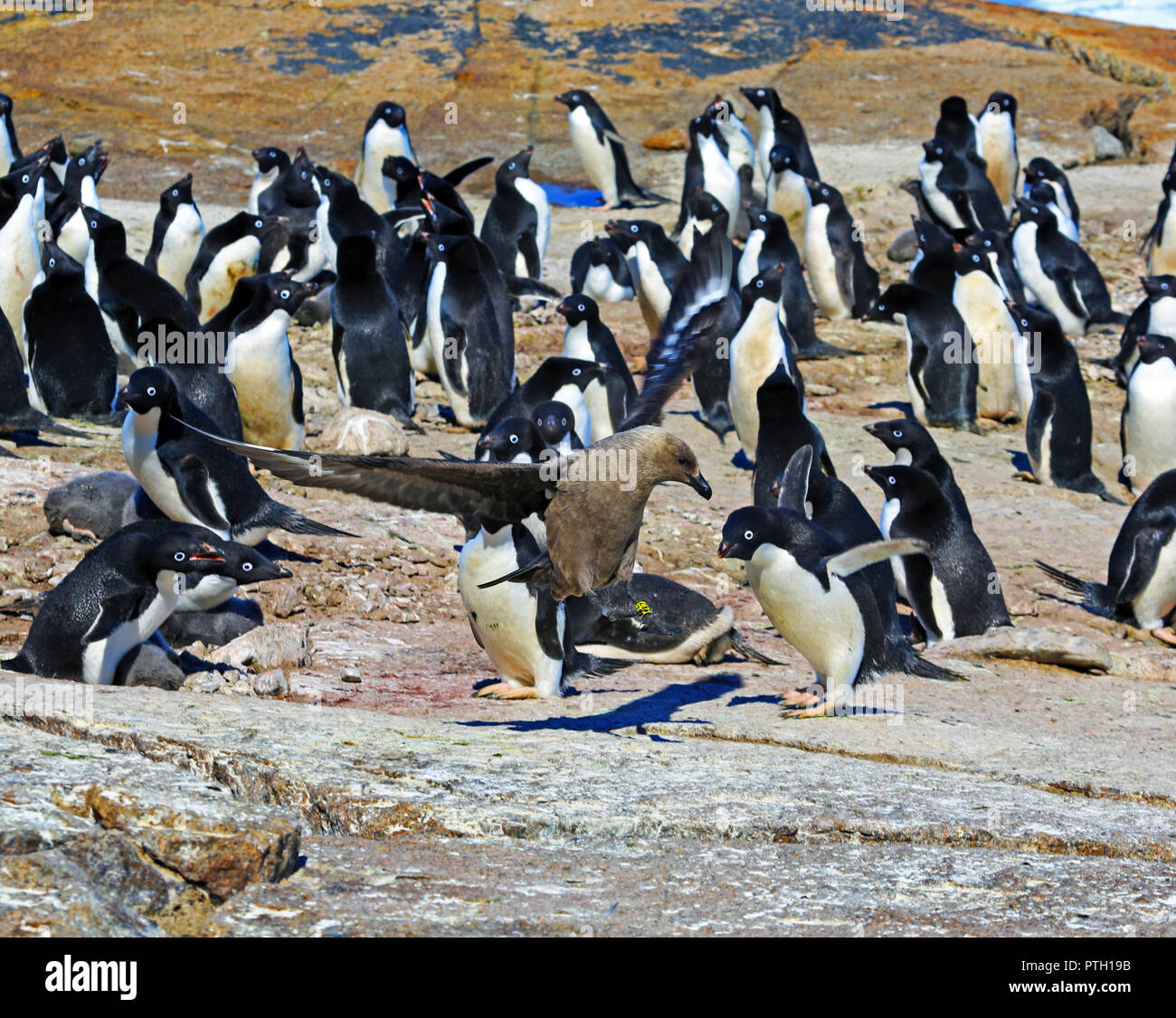 Adelie giovani pinguini camminare sul terreno pietroso e sulle rocce di una giornata di sole. Piano globale. Foto Stock