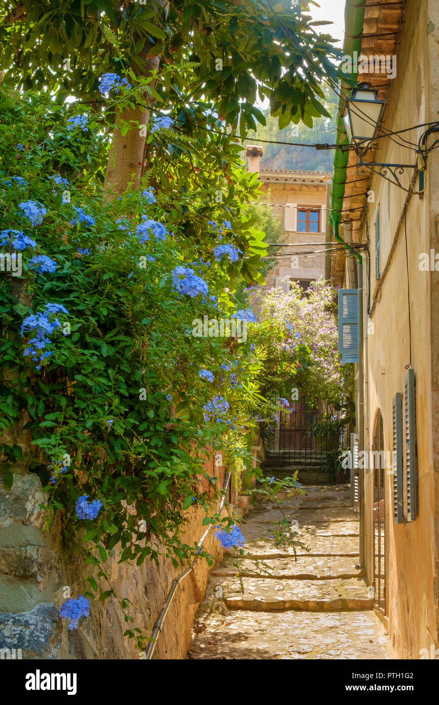 Wild blue phlox cresce su una parete nel pittoresco villaggio di Deià, Mallorca, Spagna Foto Stock