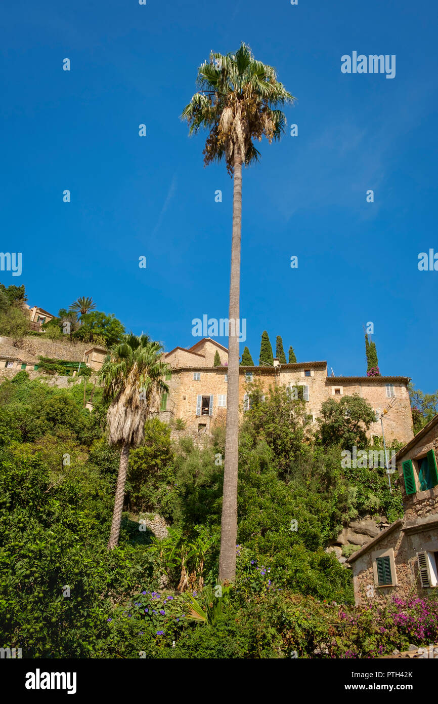 Metri alta palma nel villaggio di Maiorca Deià, Spagna. Foto Stock