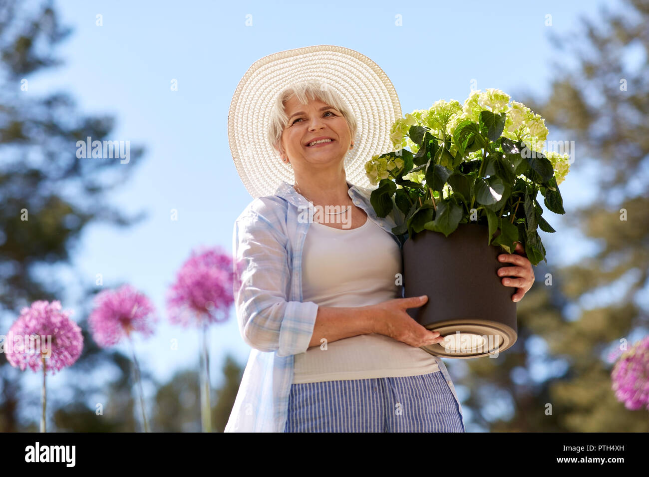 Vecchia donna con ortensie a fiore giardino estivo Foto Stock