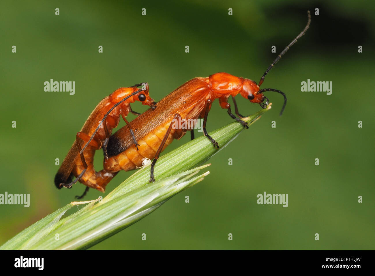 Comune soldato rosso coleotteri (Rhagonycha fulva) coniugata sul gambo di erba. Tipperary, Irlanda Foto Stock