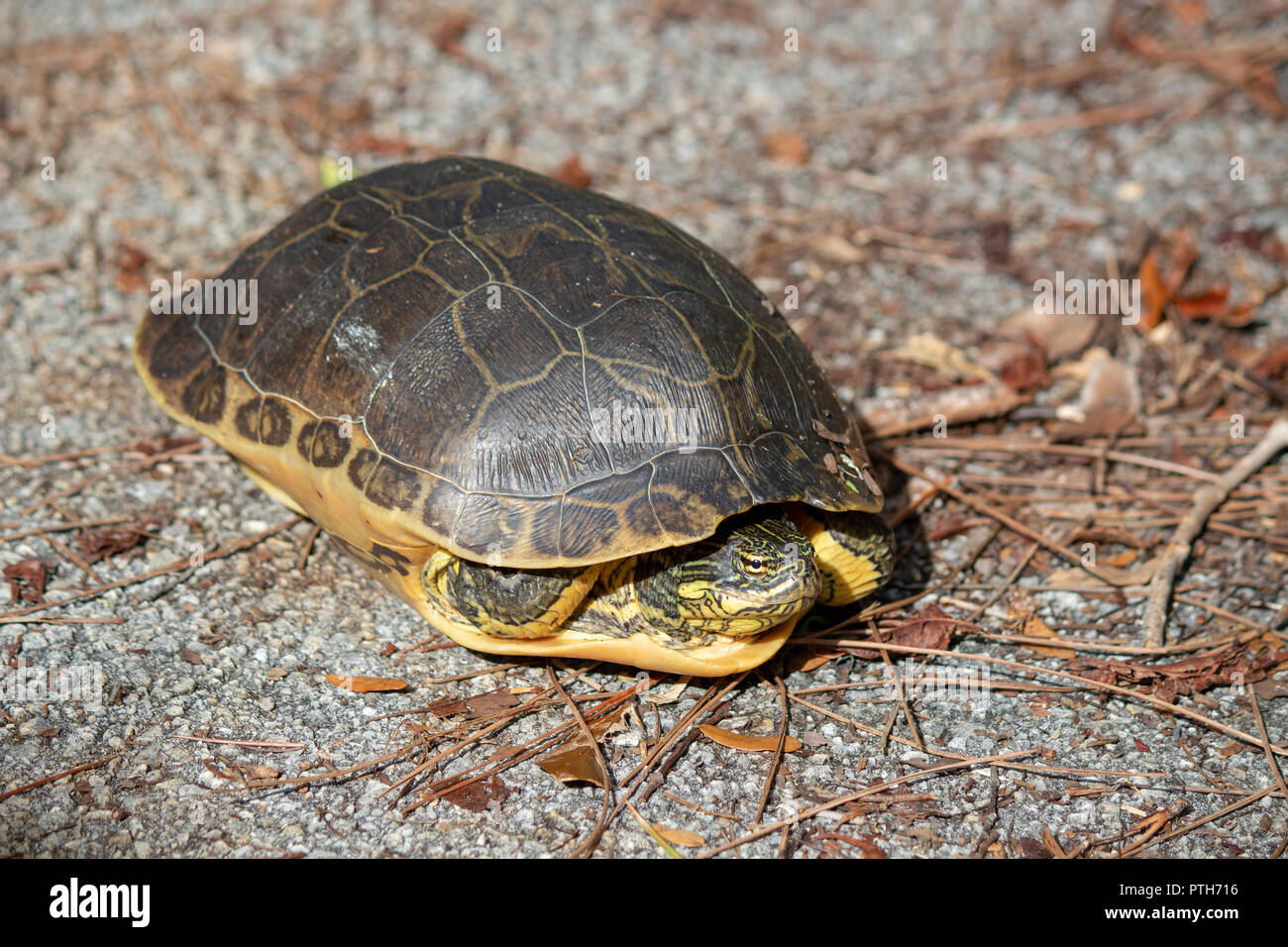 Dipinto di tartaruga, Chrysemys picta, in Everglades National Park, Florida, Stati Uniti d'America Foto Stock