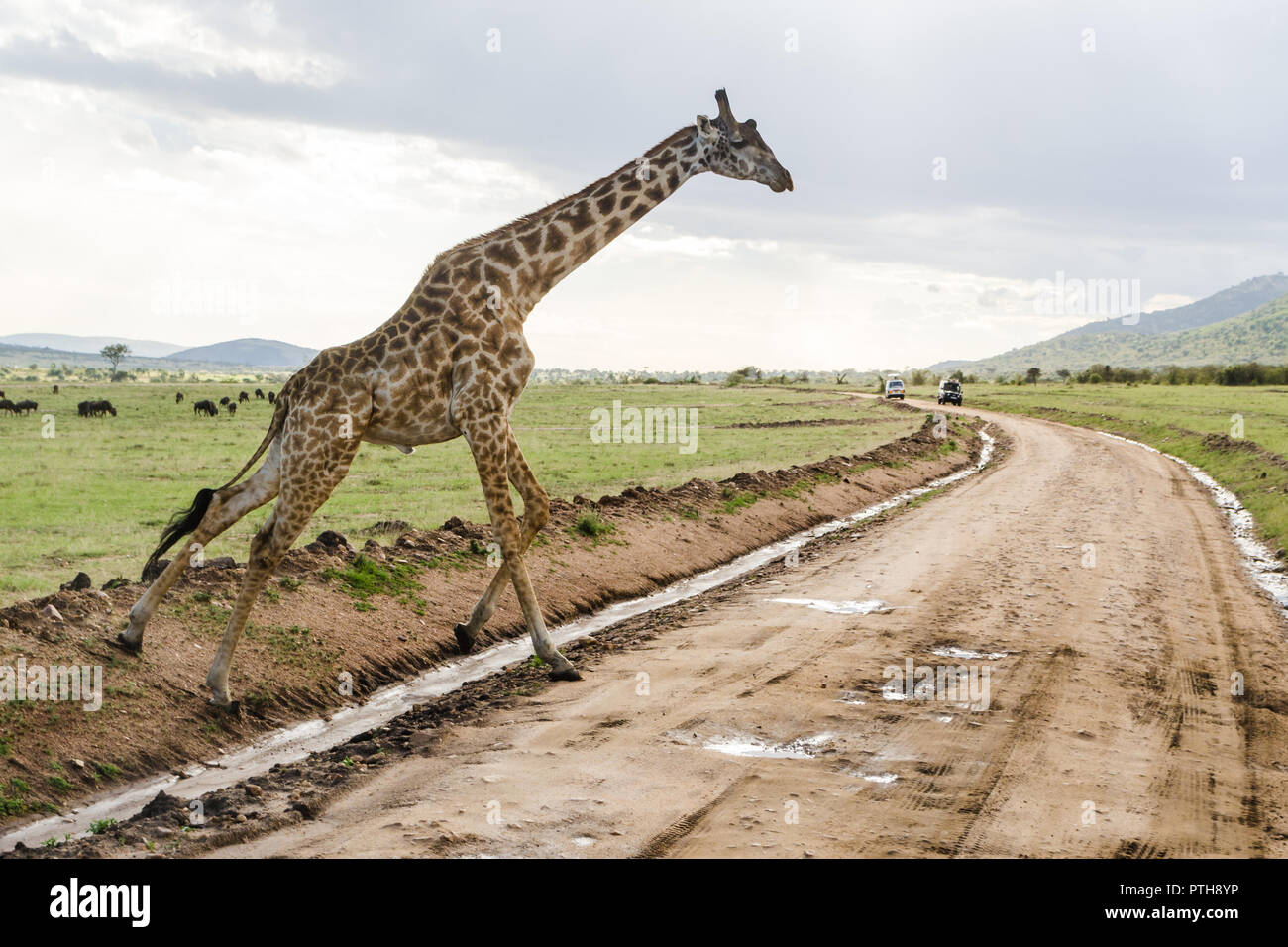 Masai giraffe attraversare una strada sterrata in Masai Mara riserva nazionale, Kenya Foto Stock