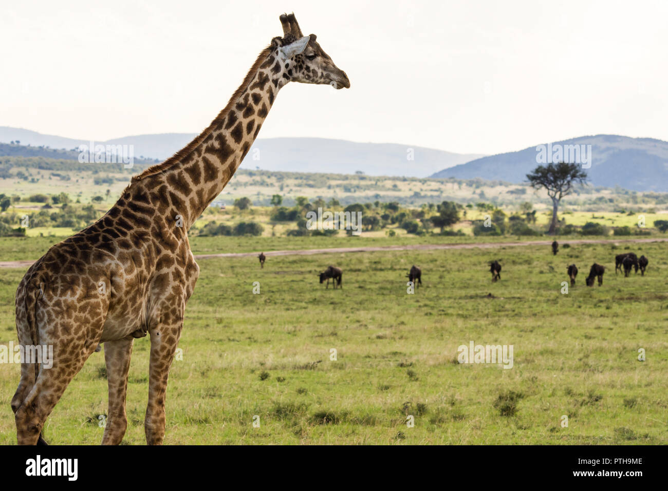 Masai giraffe che si affaccia su un gruppo di gnu in Masai Mara riserva nazionale, Kenya Foto Stock