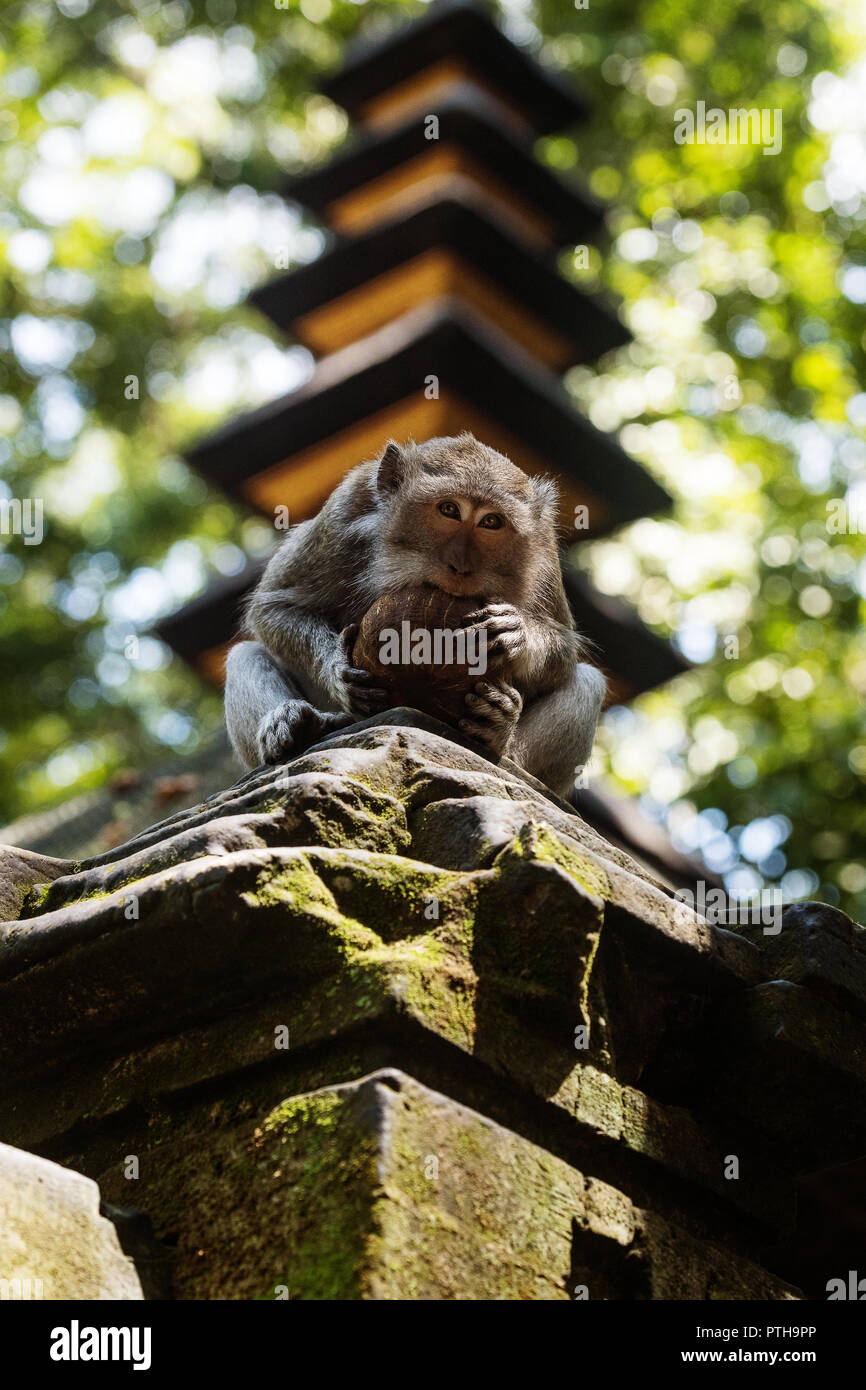 Le scimmie in Ubud Bali Foto Stock