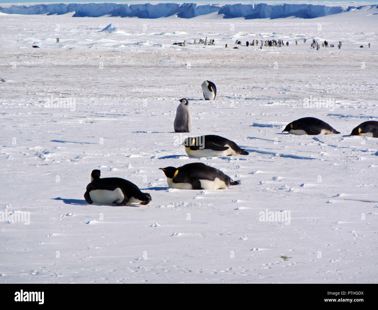 Colonia, gregge - pinguini imperatore in Antartide. Piano generale Foto Stock