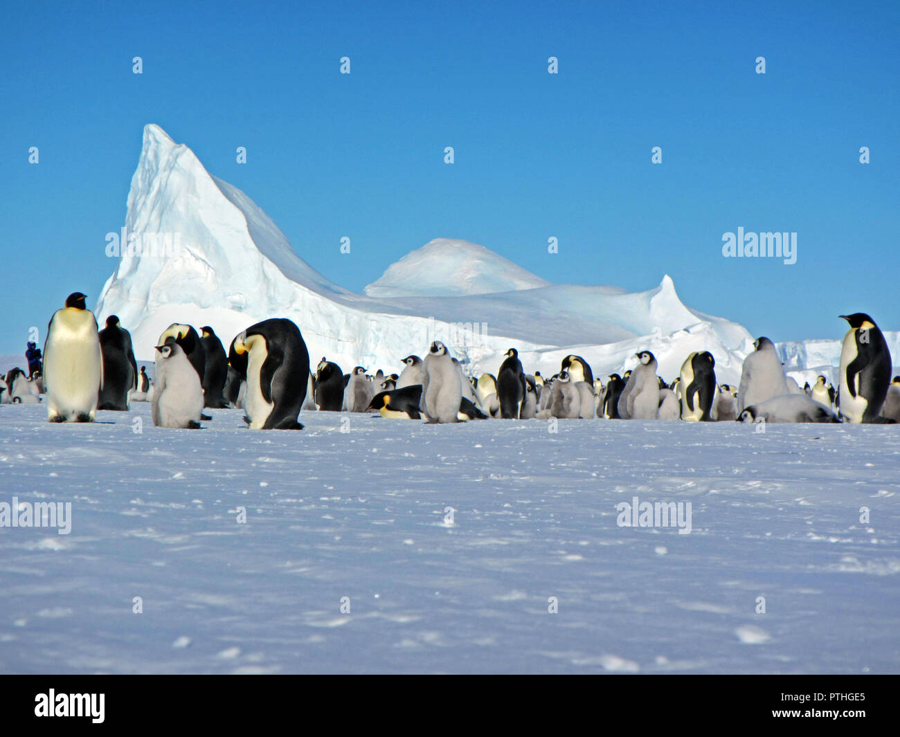 Colonia, gregge - pinguini imperatore in Antartide. Piano generale Foto Stock