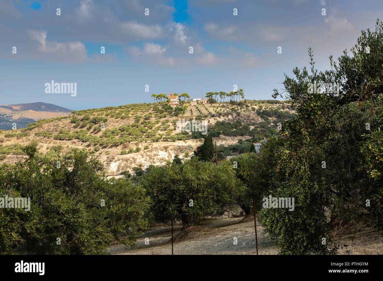 La piantagione di oliva sul nord isola montuosa di Creta, Grecia Foto Stock